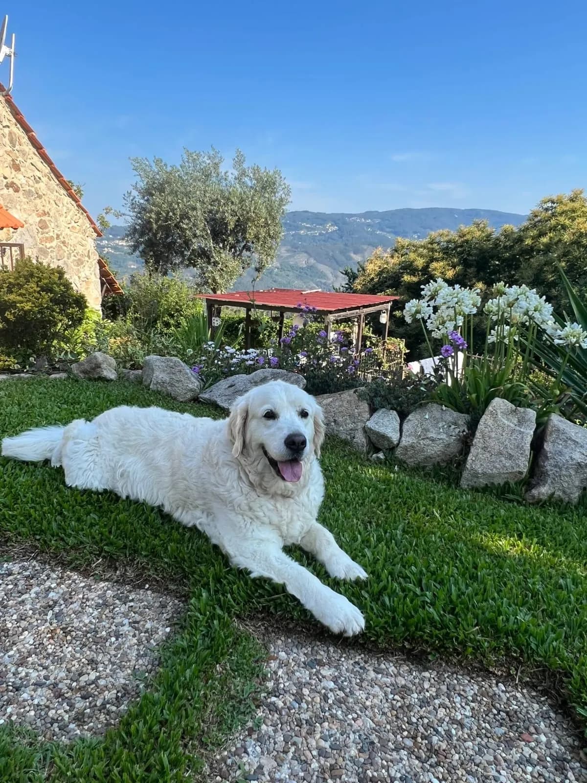 Jardim pet-friendly